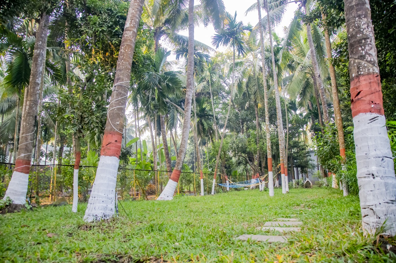 Lush betel nut & coconut palm lawn with hammock